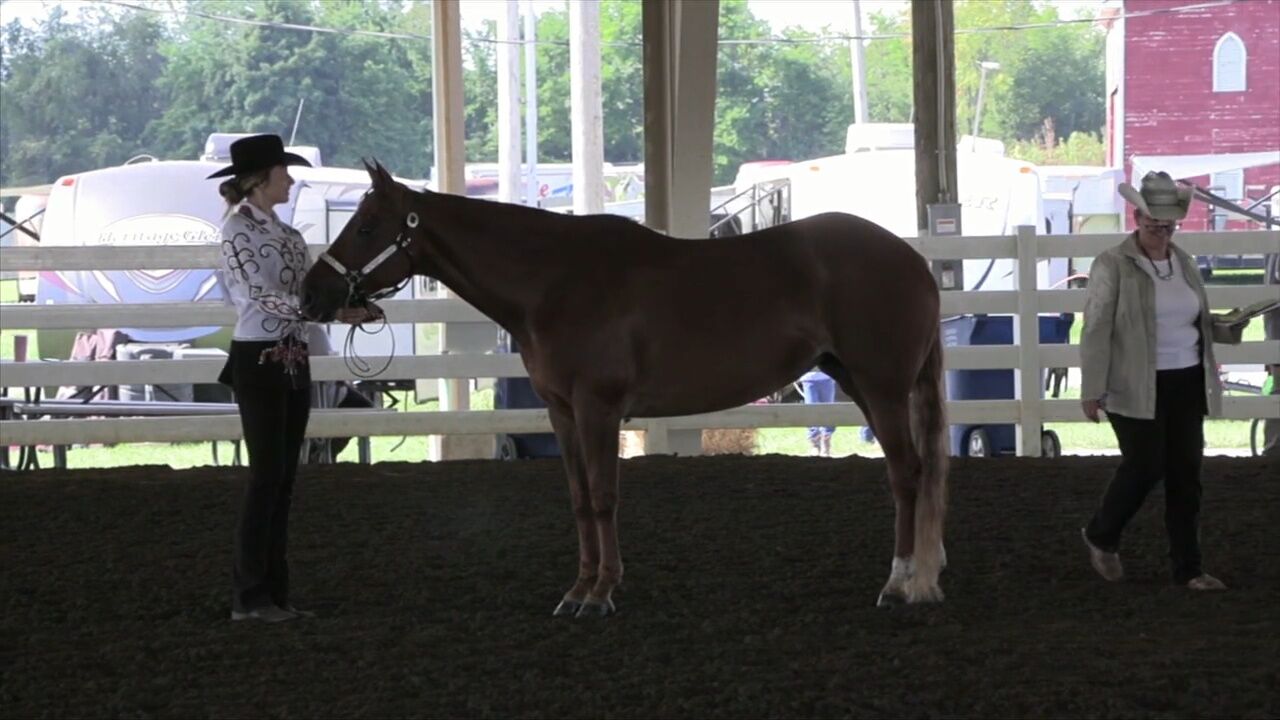 4-H Spotlight: Showmanship demonstrates bond between horse and competitor